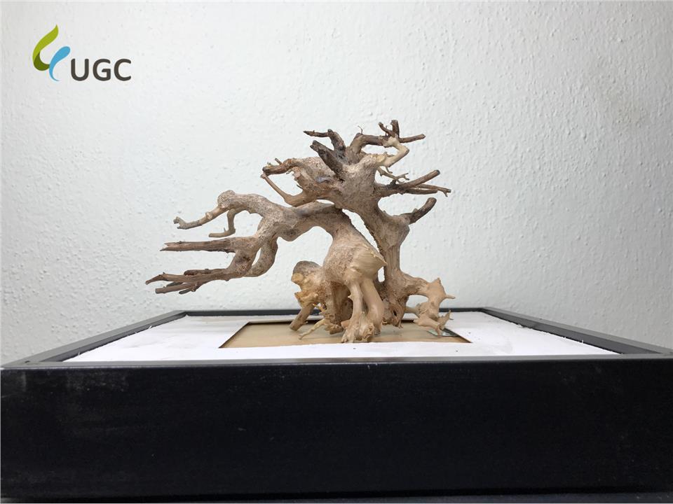 Caridinex Handmade Windswept(Fukinagashi Bonsai) Driftwood-S(Aquascape Caridinex Handmade Windswept(Fukinagashi Bonsai) Driftwood-S(Aquascape