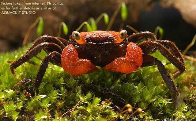 Red Carnaval Crab (geosesarma aquarium vivarium freshwater) Red Carnaval Crab (geosesarma aquarium vivarium freshwater)