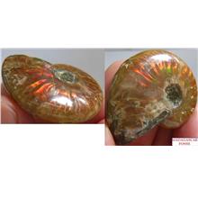 42X33mm fire flashed Ammonite shell polished Madagascar - 22g - F1