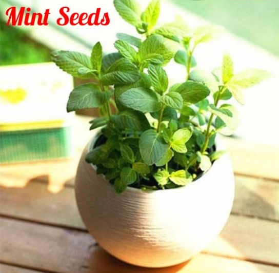 1 Pack Mint Seeds Bonsai Potted Plants Herb Green Mint Mentha Viridis Garden