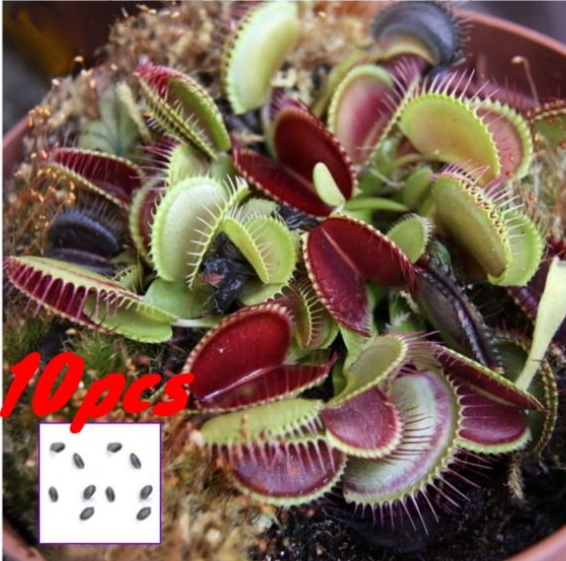 10 PCS Potted Plant Seeds Dionaea Muscipula Giant Clip Venus Flytrap Seed