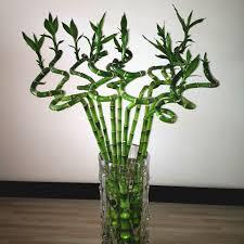 100 Cm Height Real Lucky Curly Bamb End 12 21 2019 4 15 Pm 100 Cm Height Real Lucky Curly Bamboo 10 Sticks Cny Plants Decoration