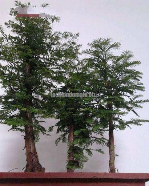 100 Pcs Pack Dawn Redwood Bonsai Tree Grove Metasequoia 100 Pcs Pack Dawn Redwood Bonsai Tree Grove Metasequoia
