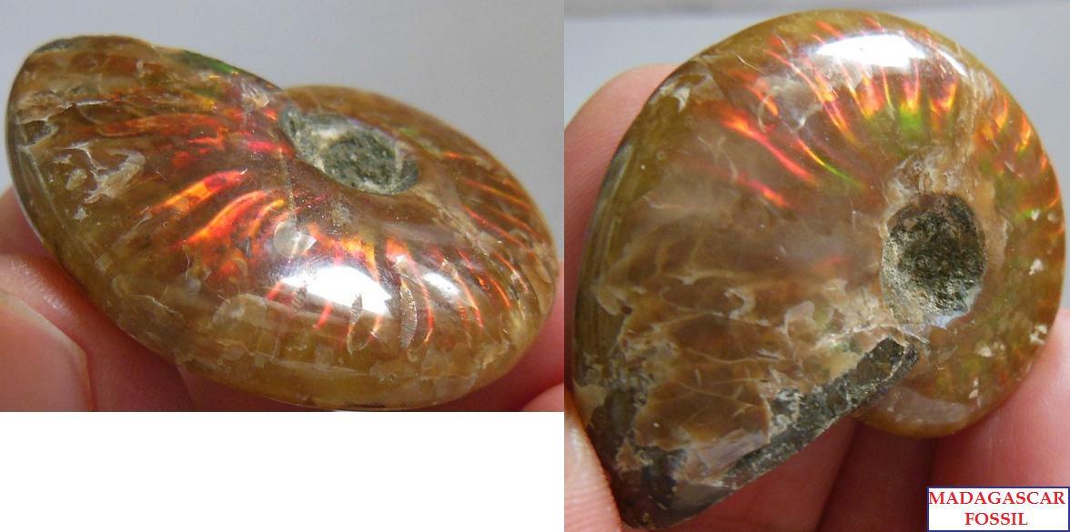 42X33mm fire flashed Ammonite shell polished Madagascar - 22g - F1