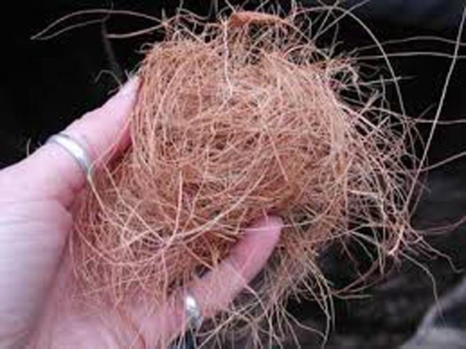 500 g COCONUT HUSK FOR PLANTS FLOWER (end 2/25/2019 315 PM)