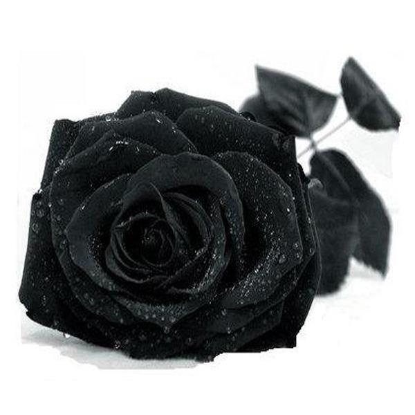 50pcs Black Rose Seeds Petals Plants (end 8/1/2018 1:15 AM)