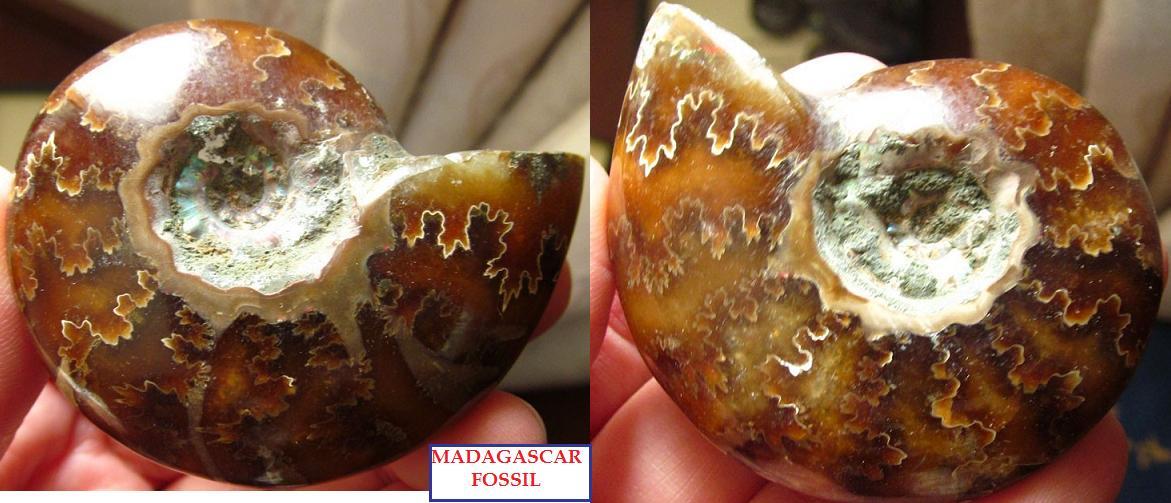 60X45mm leaf pattern Ammonite shell polished Madagascar - 59g - F2