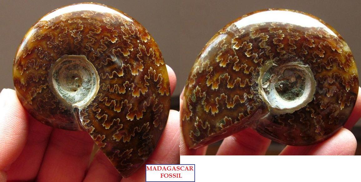 62X51mm leaf pattern Ammonite shell polished Madagascar - 68g - F3