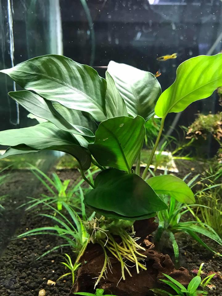 Anubias Barteri (Aquatic Plant / Aqu (end 3/15/2021 115 PM)