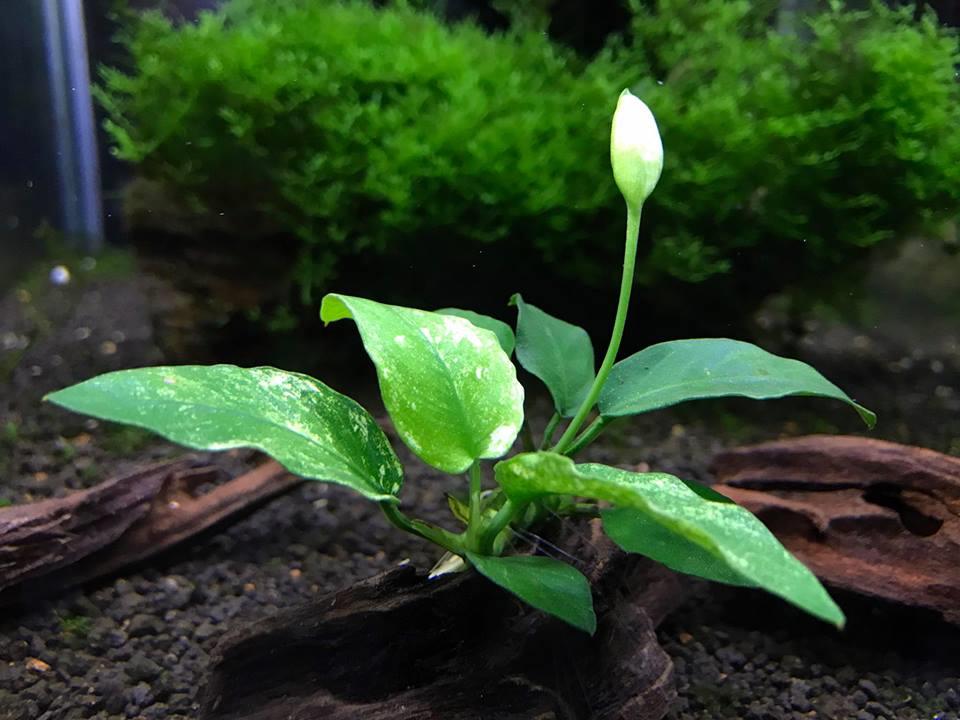 Anubias Nana �Pinto� (Aquatic Plant (end 7/25/2021 115 PM)