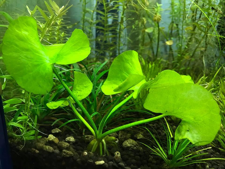 Banana Plant / Nymphoides Aquatica / (end 6/3/2022 1150 AM)