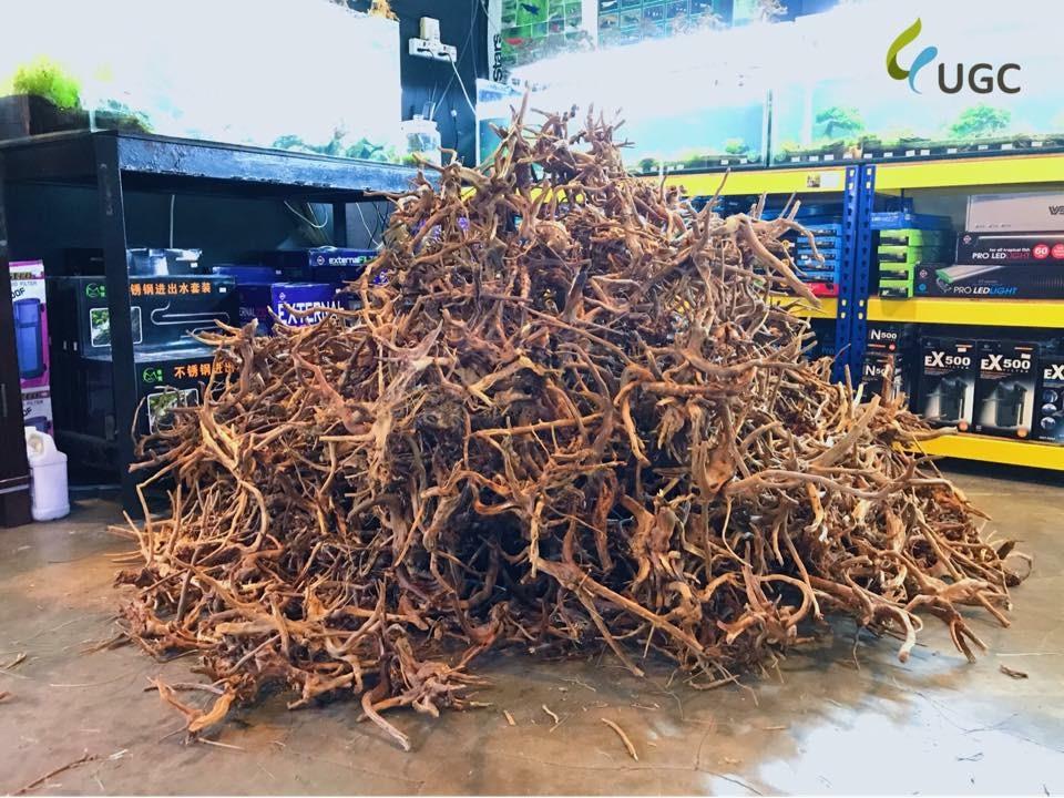 bundle tree roots l