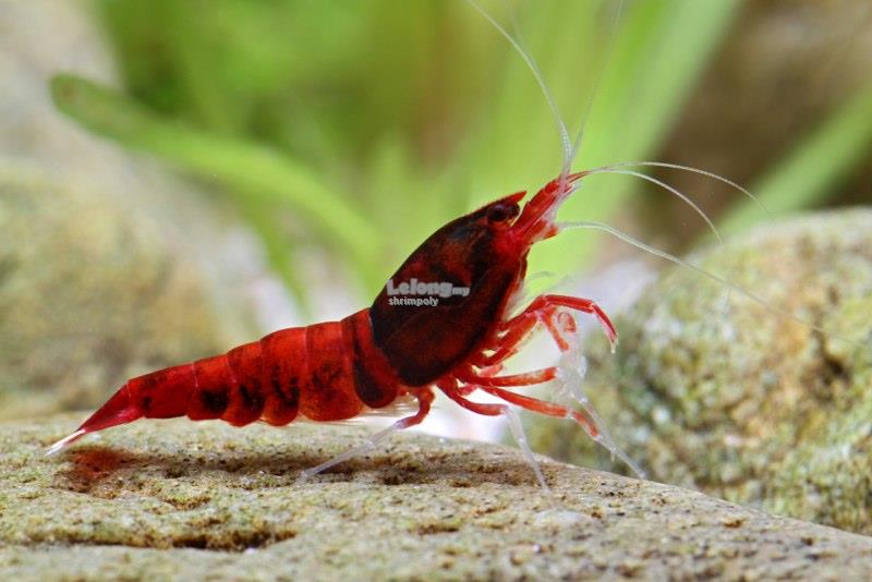red shrimp fish tank
