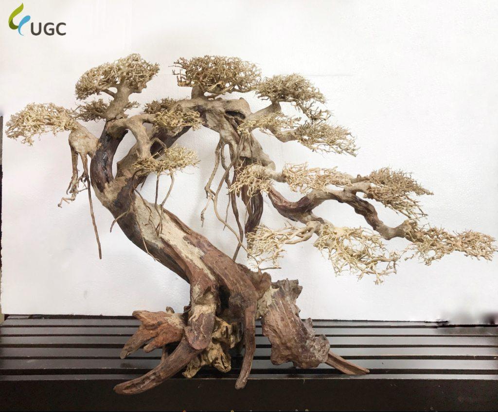 Caridinex Handmade Bonsai Driftwood (end 9/15/2020 615 PM)