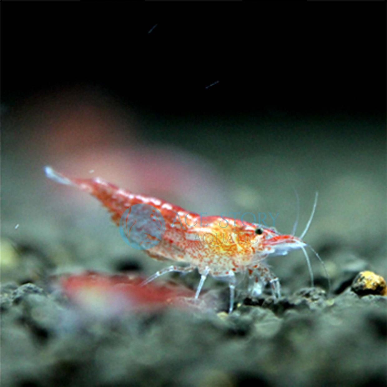 Cherry Shrimp (Penang) end time 4/25/2022 636 PM Lelong.my