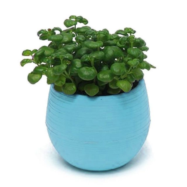 Colorful 7*6.5cm Round Plastic Flower Pot Plant Planter Garden Home Office