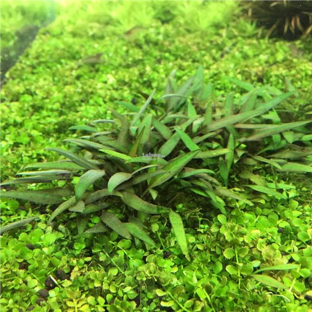 40 Koleksi Aquascape Cryptocoryne HD Terbaik