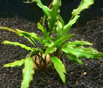 Cryptocoryne Lutea Aquarium Aquascap (end 11/7/2020 7:21 PM)