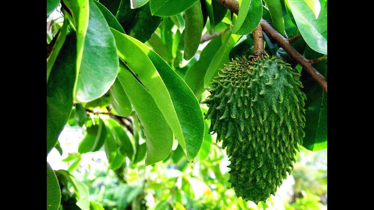 Download 560 Gambar Durian Daun  