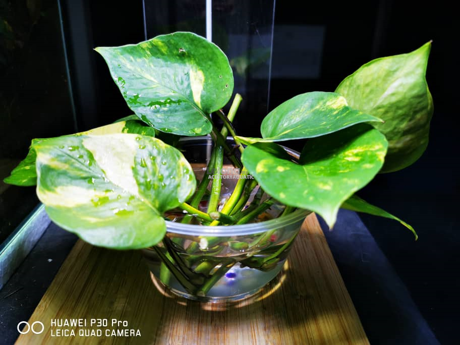 Devil's ivy / Money Plant ߍ (end 9/29/2021 154 AM)