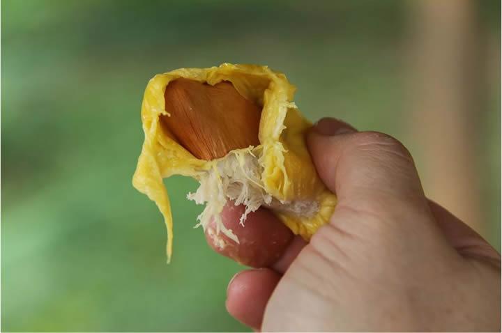 Durian Private Tours (June - Sept 2019) - Testing dun buy