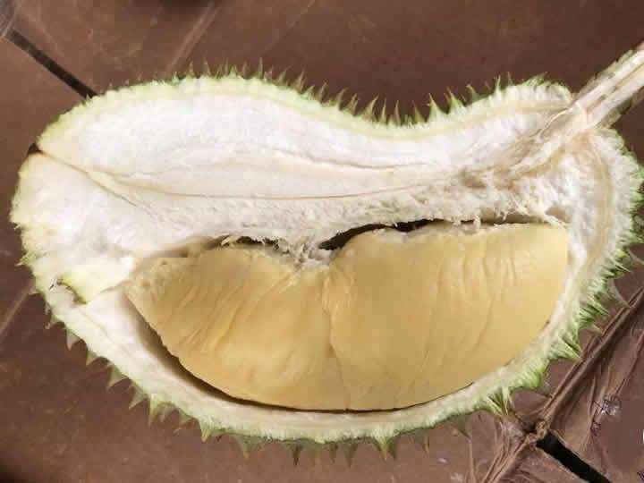 Durian Private Tours (June - Sept 2019) - Testing dun buy