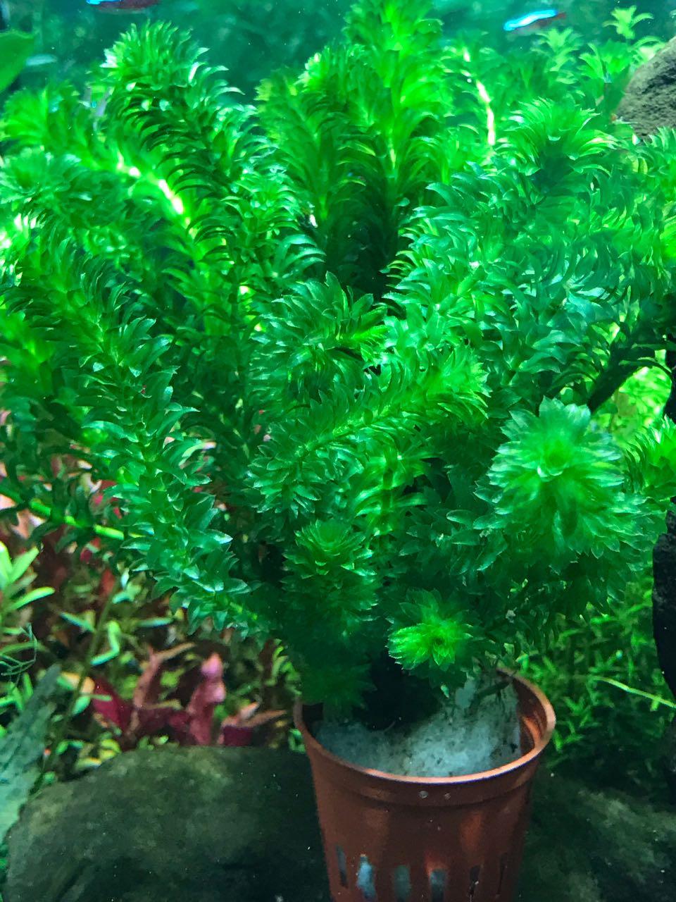 Egeria Densa (Aquatic Plant / Aquari (end 3/20/2022 515 PM) Egeria Densa (Aquatic Plant / Aquari (end 3/20/2022 515 PM)