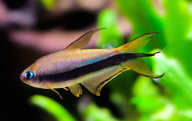 Emperor Tetra Aquarium Fish End 8 28 2020 11 34 Pm Emperor Tetra Aquarium Fish