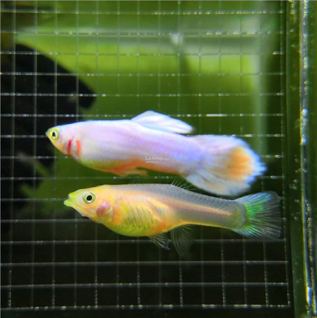 Endler Snow White Guppy Pair Fre End 11 2 2020 3 52 Pm