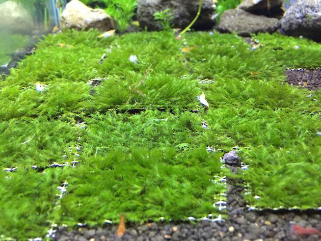 fissiden moss mesh 2x2 aquarium aquatic aquascape plant aquacult 1510 17 aquacult@2