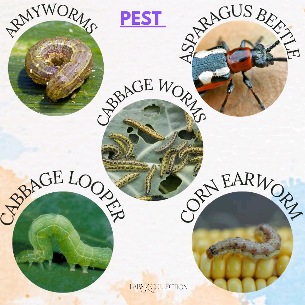 Furadan 3G &amp; Carbofuran 3% Insecticide (Racun Serangga)