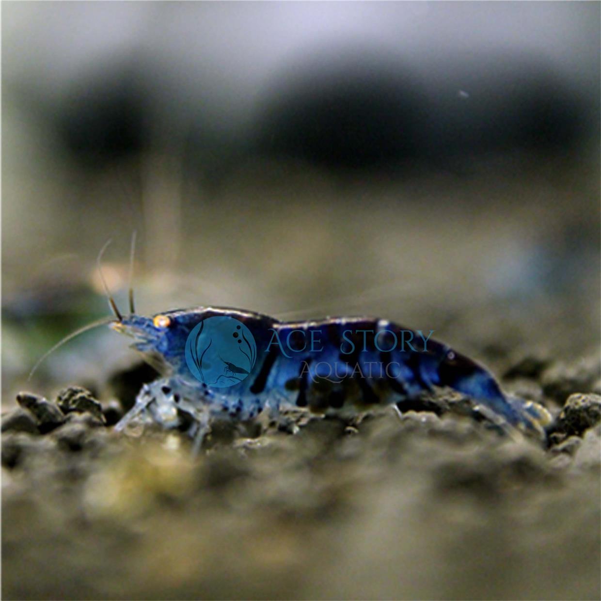 Golden Eye Blue Tiger Shrimp (OEBT) (end 4/16/2019 12:15 PM)