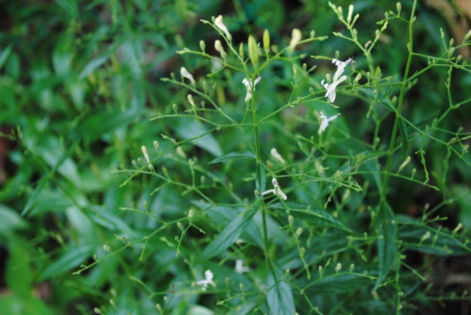 hempedu-bumi-herba-100g-rolandng-1810-30-rolandng@17.jpg