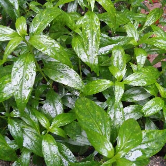 hempedu-bumi-herba-100g-rolandng-1810-30-rolandng@18.jpg
