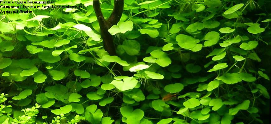 Hydrocotyle Leucocephala (Aquascape (end 10/19/2020 1:15 PM)