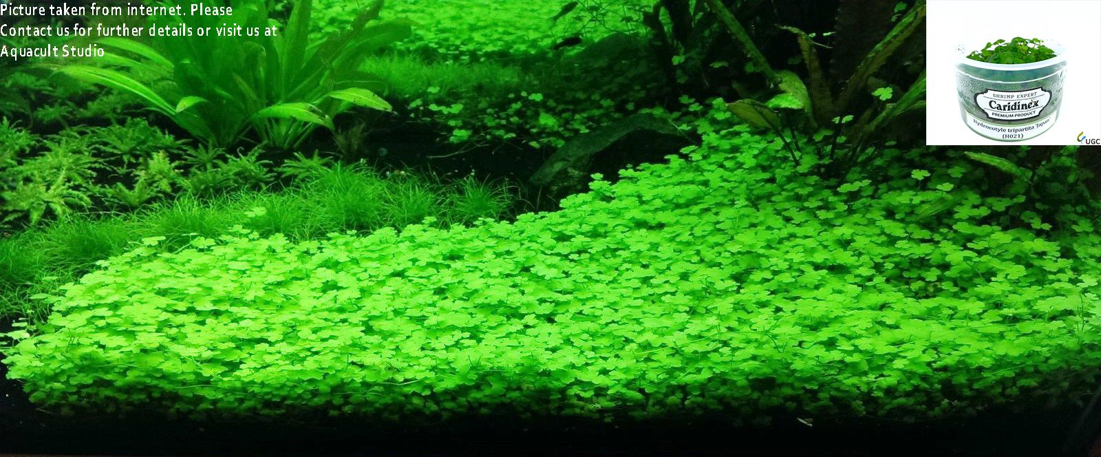 Hydrocotyle tripartita 'Japan' Easy (end 10/5/2021 12:15 AM)