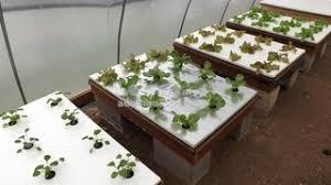 hydroponics aquaponic float foam sh end 1/18/2019 10:15 pm