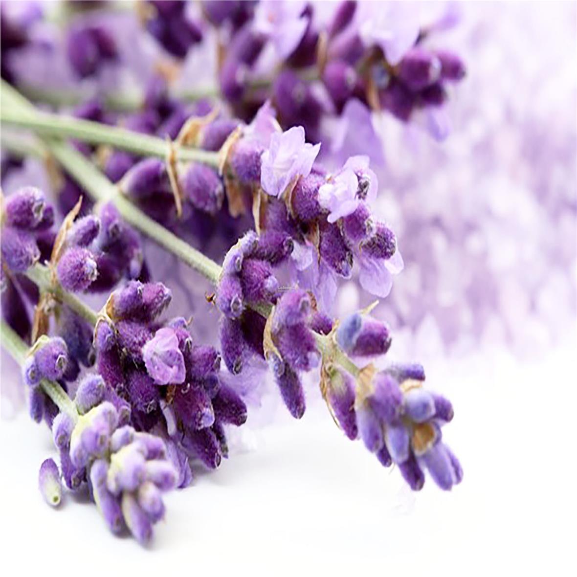 Lavender Flower 50gm (end 5/27/2018 3:15 PM)