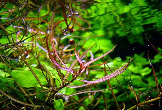 Air plant hub coupon