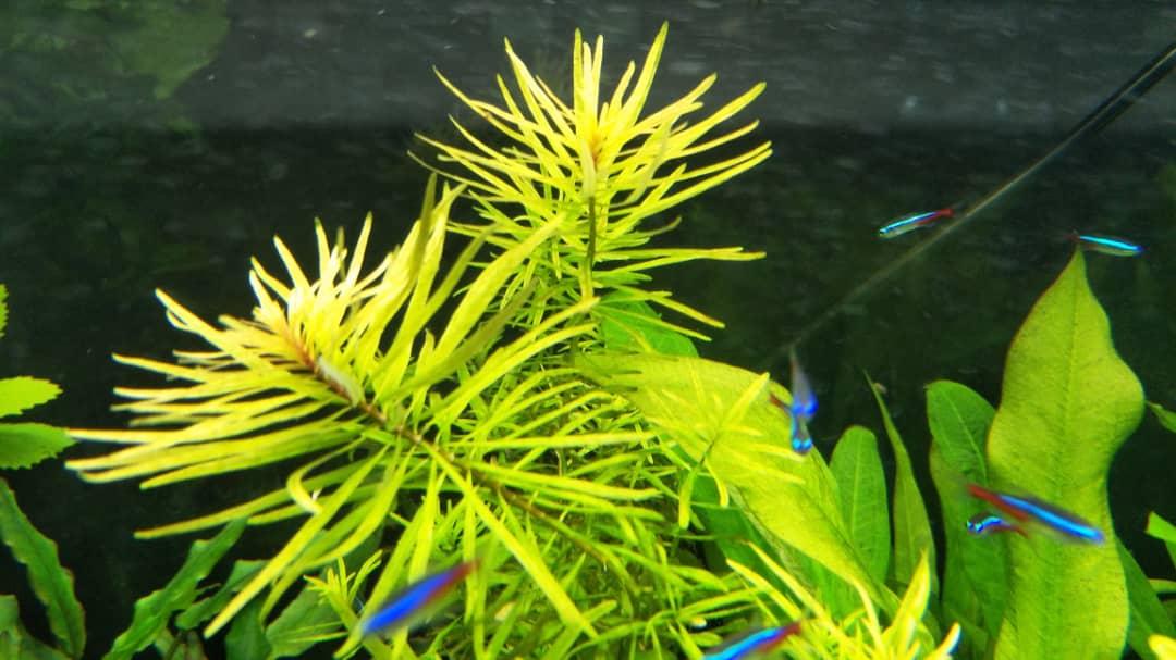 ludwigia inclinata cuba aquatic
