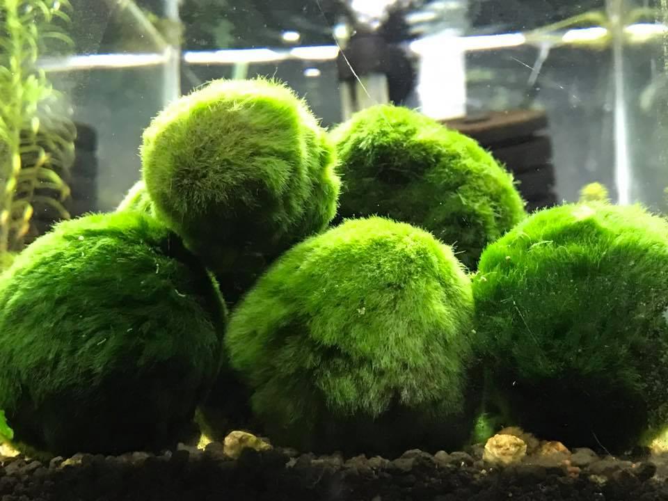 Marimo / Moss Ball (Aquatic Plant / (end 9/26/2021 1215 PM)