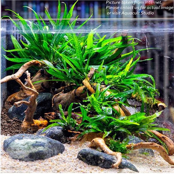 Aquarium Aquascape  Mini Aquascape  Ideas