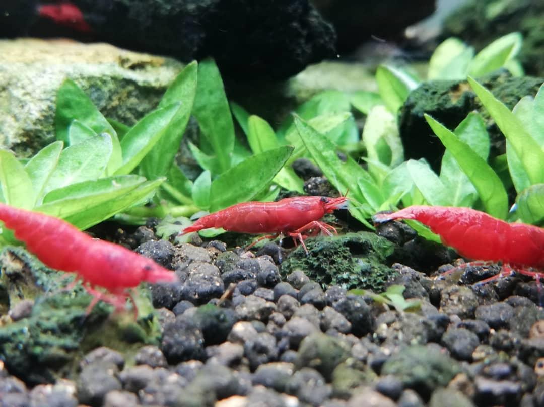 red shrimp fish tank