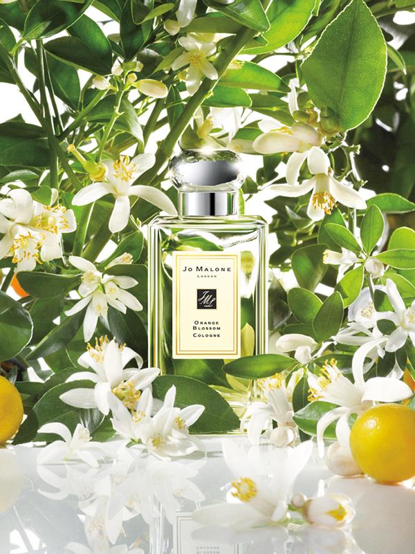 ผลการค้นหารูปภาพสำหรับ Jo Malone Orange Blossom Cologne 100ml.