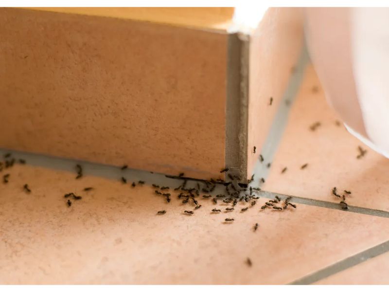 Pesso Eco Ant Repellent 500ml