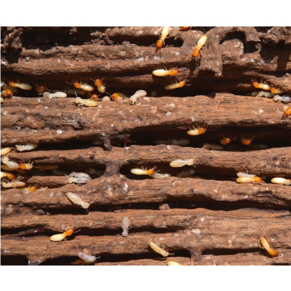 PESSO Eco Termite Prevention and Removal 500ml