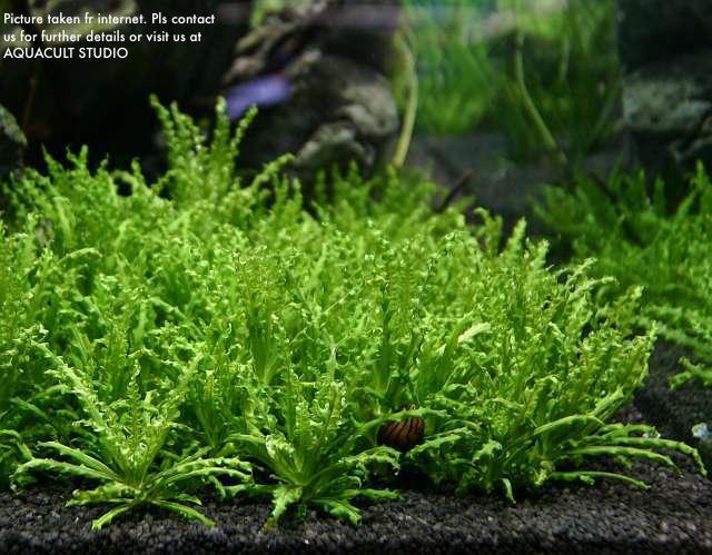 pogostemon helferi downoi aquarium aquascape plant terrarium aquacult 1601 31 aquacult@11