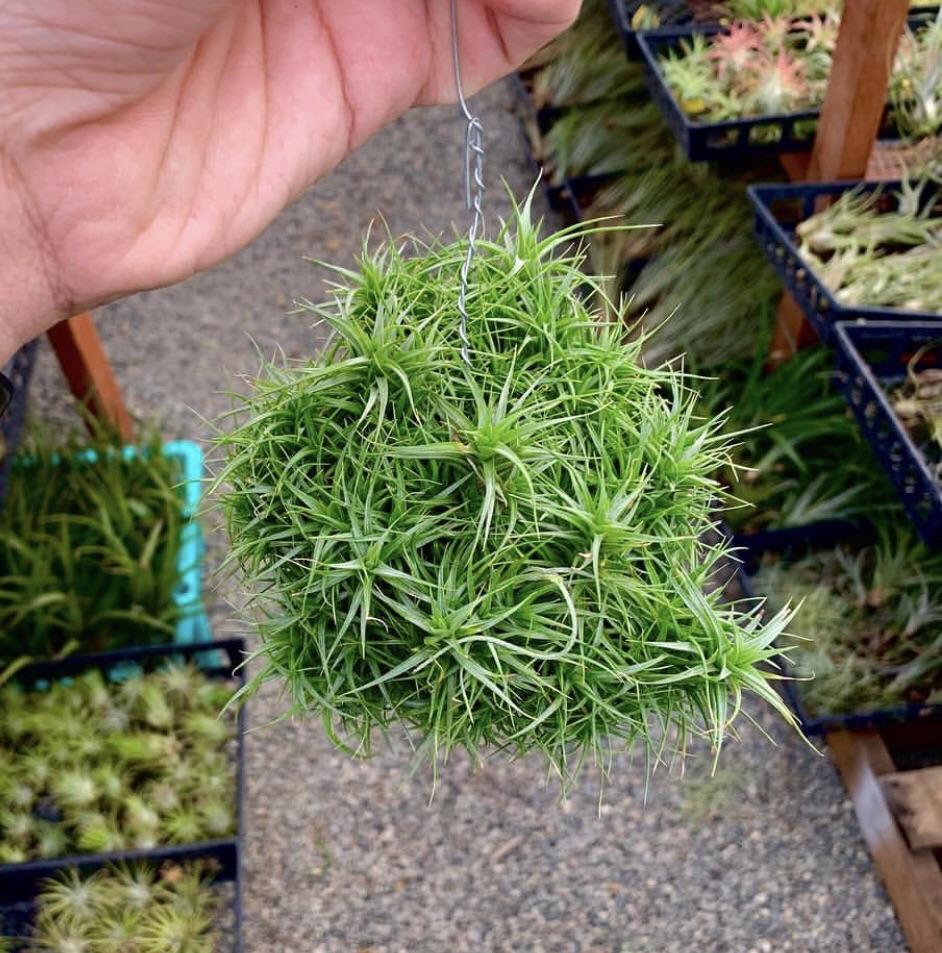 REAL LIVE AIR PLANT TILLANDSIA IONA (end 4/28/2020 10:15 AM)