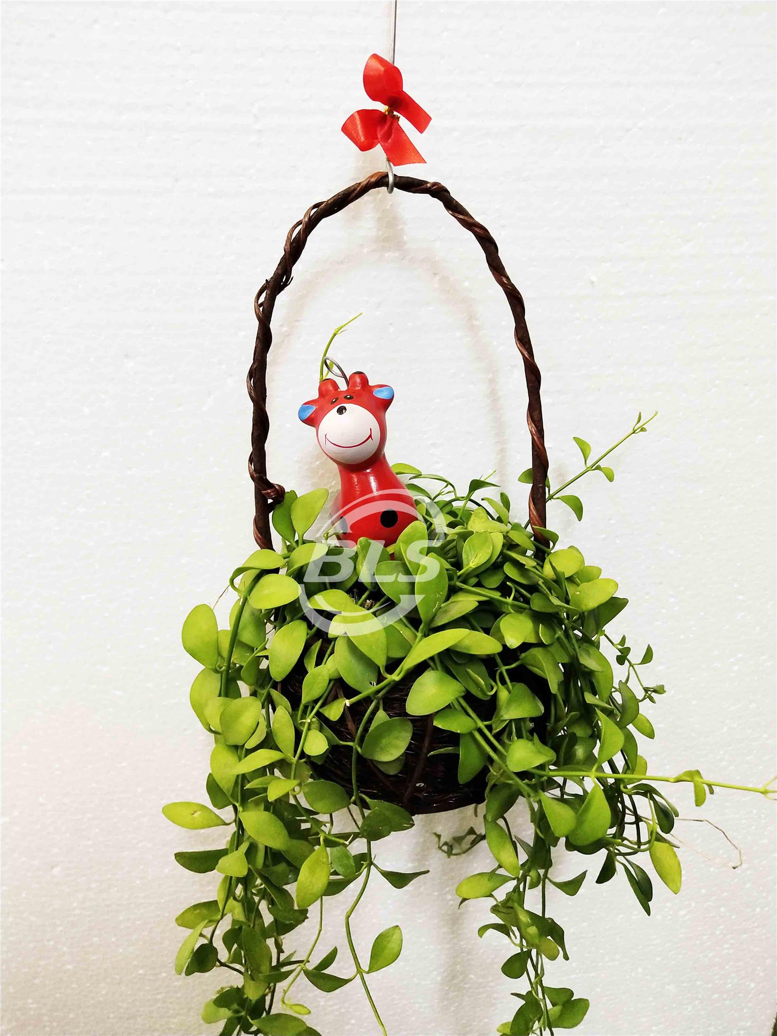 REAL LIVE HANGING PLANT GREEN LEAVE (end 4/28/2020 11:15 AM)