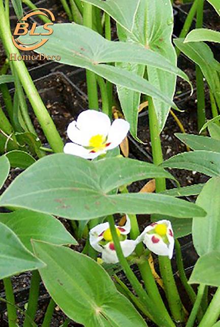 Real Live Plant Water Orchid Arrowhe End 2 23 2020 8 15 Am Real Live Plant Water Orchid Arrowhead Floating Plants With Pot